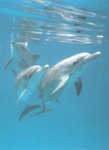  - Dolphins 4